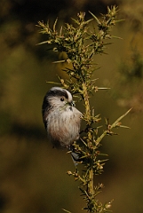 David Plant Photography - Wildlife Photography - Long-tailed tit - B